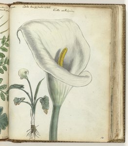 Cape Calla Lily