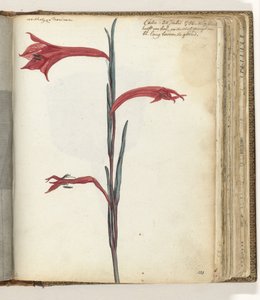 Cape Flower