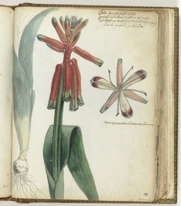 Cape Flower