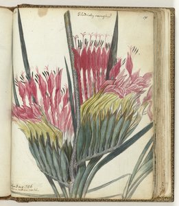 Cape Flower