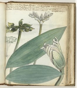 Cape Flower