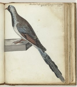 Cape Dove
