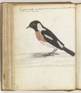 Cape Bird