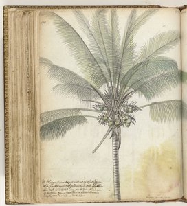 Coconut Tree