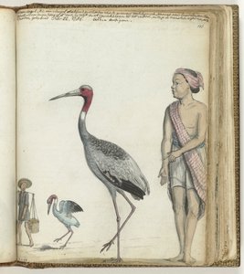 Crane by Jan Brandes