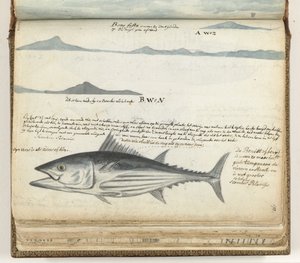 Coastal Profiles of the Canary Islands. Fish. by Jan Brandes