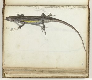 Land and Water Lizard