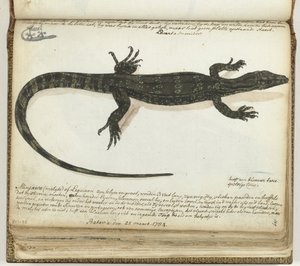 Monitor Lizard by Jan Brandes