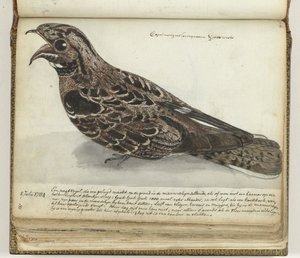 Nightjar
