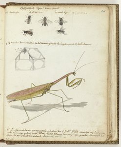East Indian Bees and Grasshopper by Jan Brandes