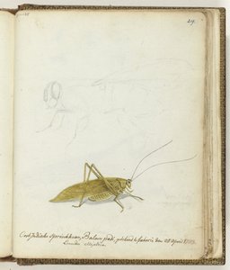 East Indian Grasshopper