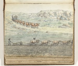 Oxen Team for Covered Wagon and for Plow by Jan Brandes