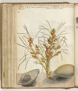 Betel Nuts