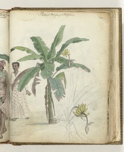 Banana Tree
