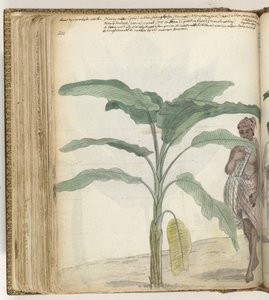 Banana Tree