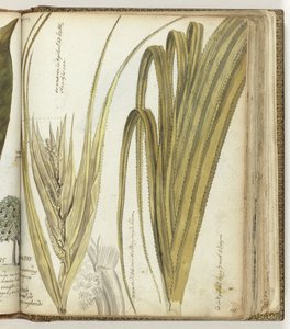 Poedak, East Indian Flower