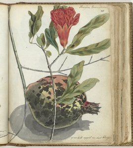 Pomegranate by Jan Brandes