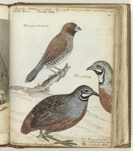 Rice Bird and East Indian Quails