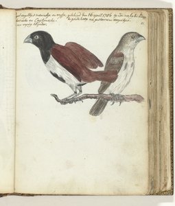Rice Birds