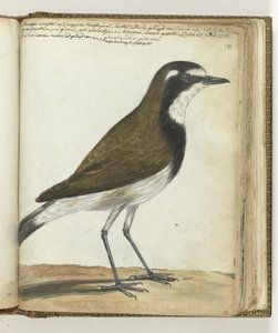 Sheep Bird or Cape Nightingale