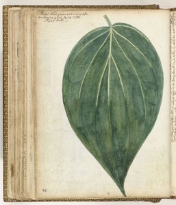 Sirih or Betel Leaf
