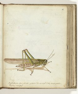 Grasshopper