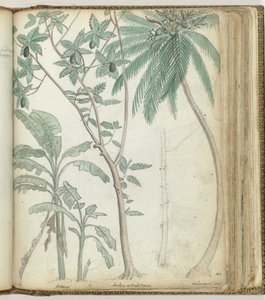 Tropical Trees