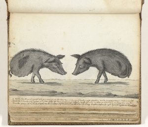 Pigs Without Hind Legs by Jan Brandes