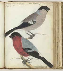 Finches by Jan Brandes