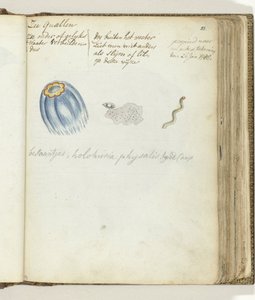 Jellyfish