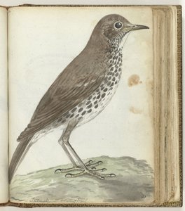 Swedish Bird