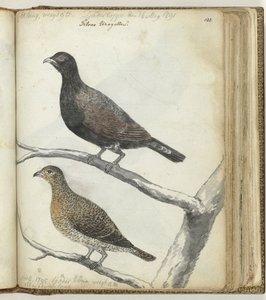 Swedish Birds