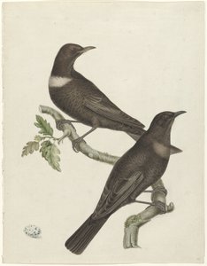 Two Ring Ouzels (Purdus torquatus) with an Egg