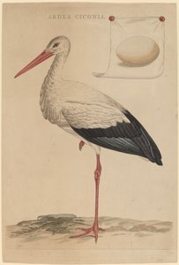 The White Stork by Jan Christiaan Sepp