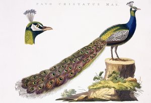 Peafowl by Jan Christiaen Sepp