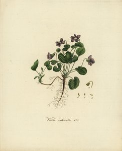 Sweet Violet or English Violet, Viola odorata by Jan Christiaen Sepp