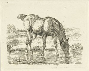 Drinking Horse
