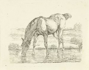 Drinking Horse
