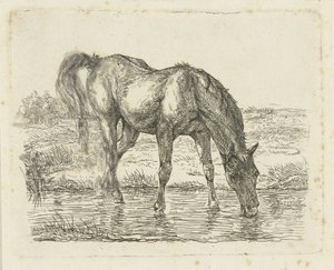 Drinking Horse