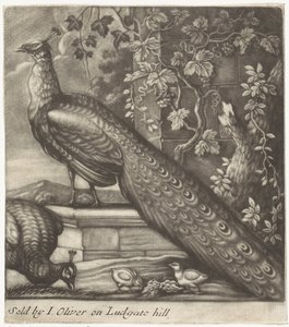 Peacocks
