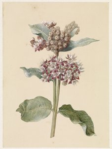 Blooming Asclepias Species by Jan Jacob Goteling Vinnis