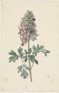 Blooming Corydalis Bulbosa
