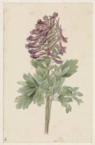 Blooming Corydalis Bulbosa
