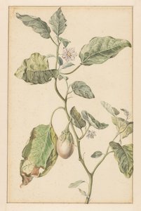 Eggplant Plant