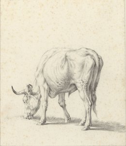 Grazing Bull by Jan Kobell (II)