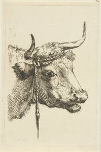 Head of a Cow by Jan Kobell (II)