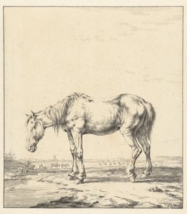 Old Horse Standing by Water