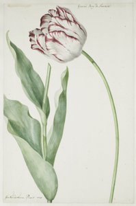 Tulip Grand Roy de France by Jan Laurensz. van der Vinne