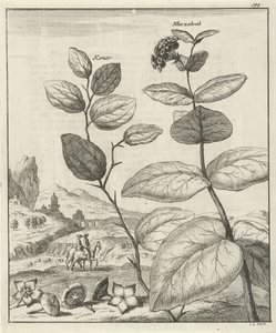 Depiction of Two Persian Plants by Jan Luyken