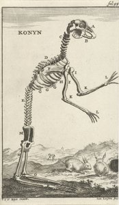 Skeleton of a Rabbit by Jan Luyken
